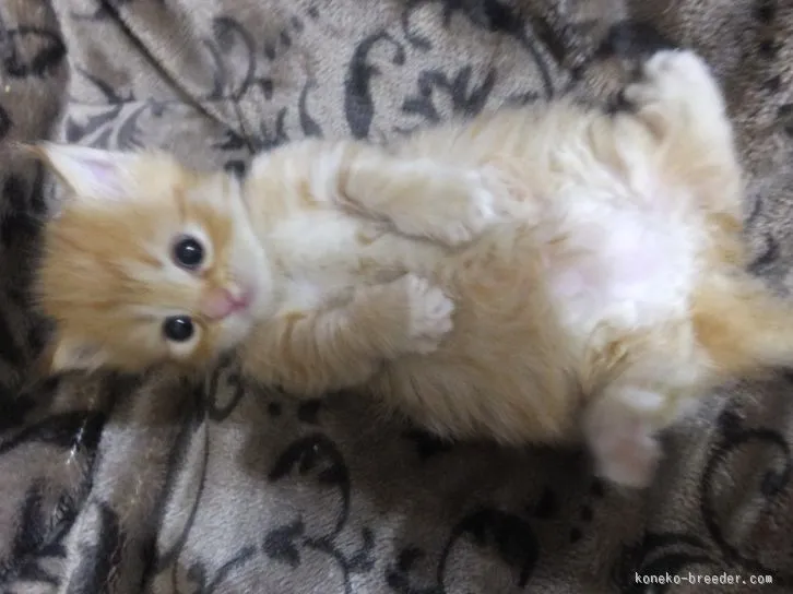 ID：1601-00047の子猫