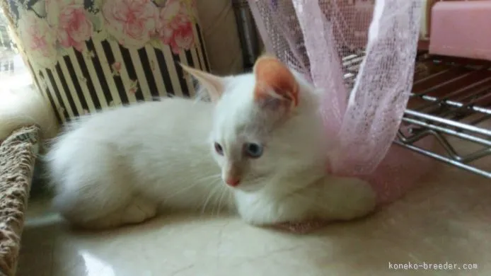 ID：1505-00062の子猫