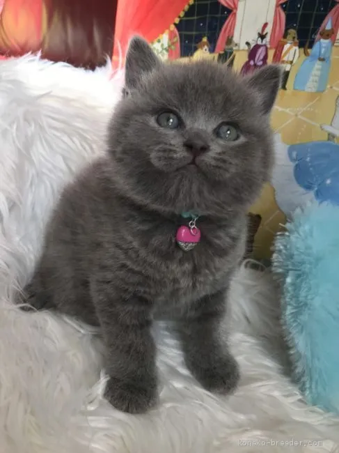 ID：1911-01210の子猫