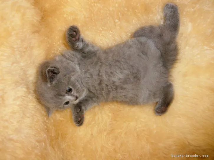 ID：1605-00667の子猫