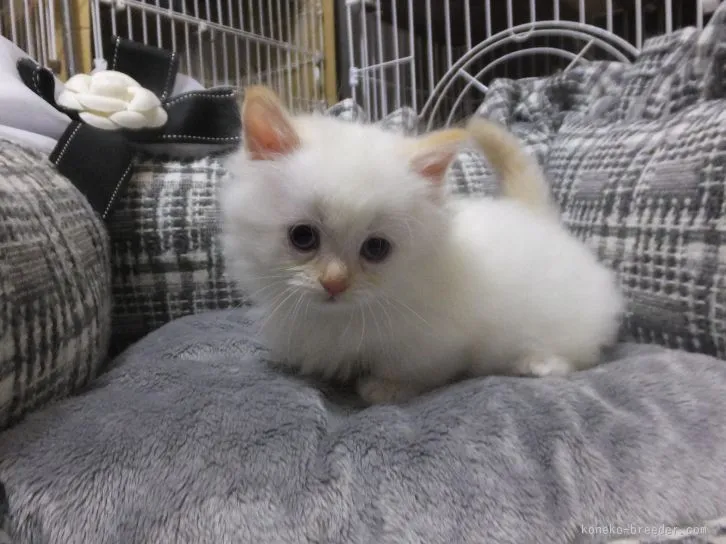 ID：1601-00049の子猫