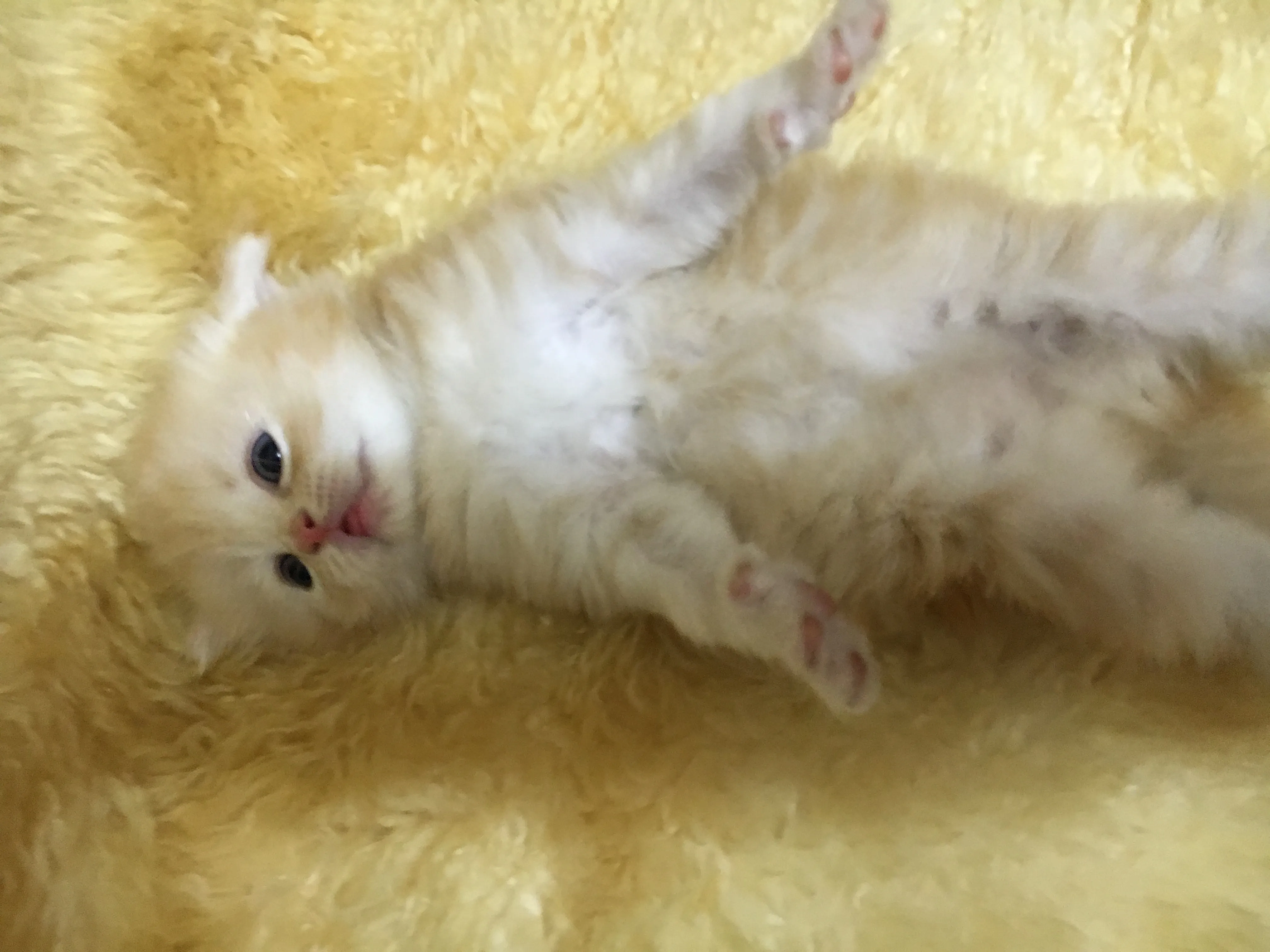 KYOKO 様のお迎えした子猫