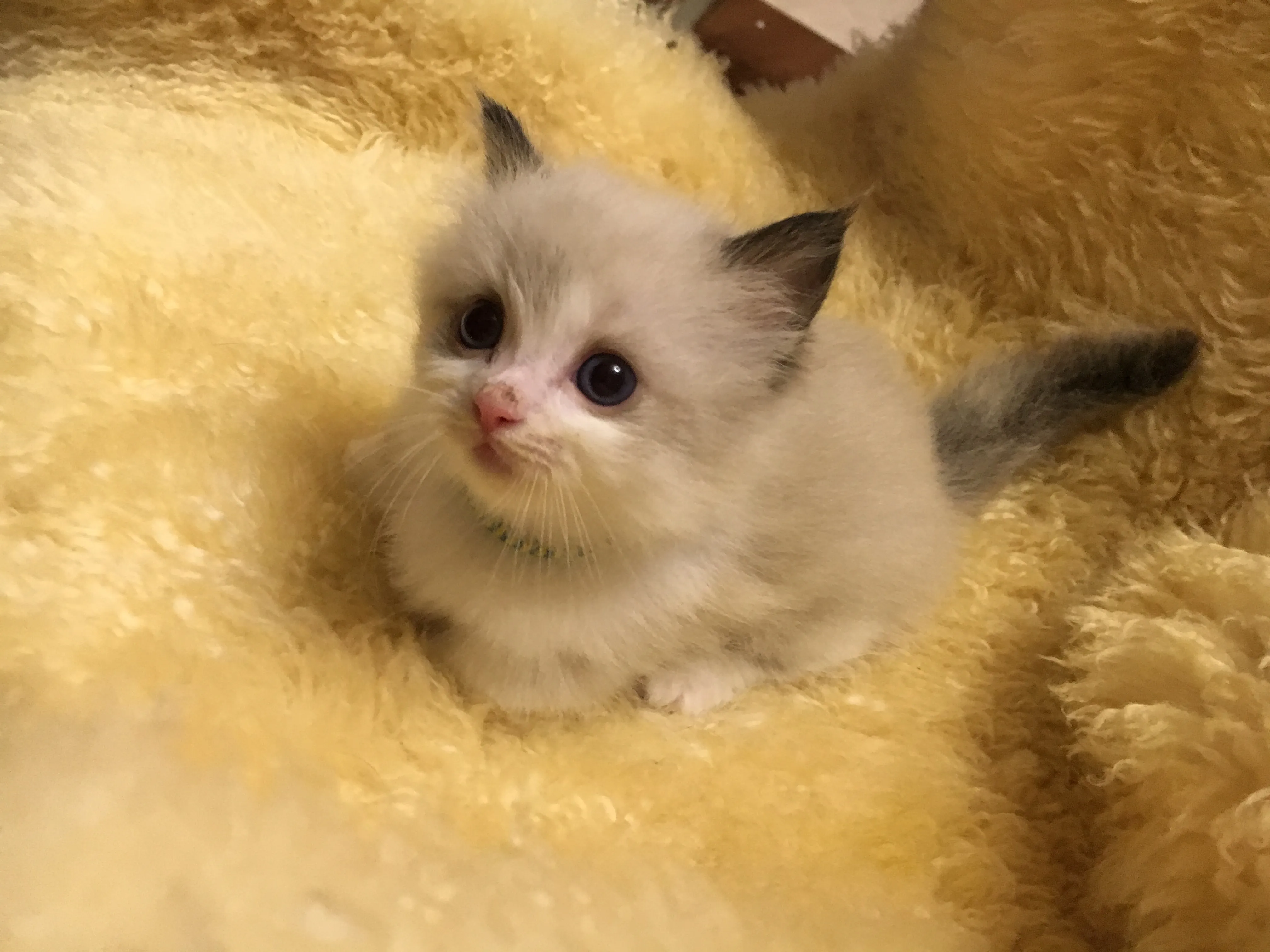 ID:1606-00304の子猫