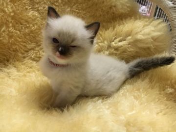 マンチカン【神奈川県・男の子・2016年5月4日・シールポイント&ホワイト（長毛）】の写真「長足くん☆」