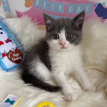 ブリティッシュショートヘア【神奈川県・男の子・2023年5月7日・ブルー&ホワイト（ショート）】の写真「☆次男君☆」