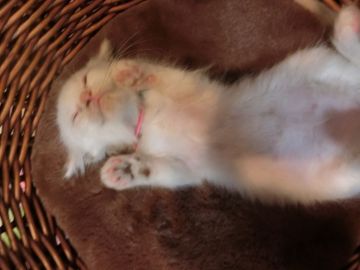 ラグドール×マンチカン【神奈川県・女の子・2017年3月7日・シールポイント（長毛）】の写真「とても可愛いミックスの妹ちゃん♡」