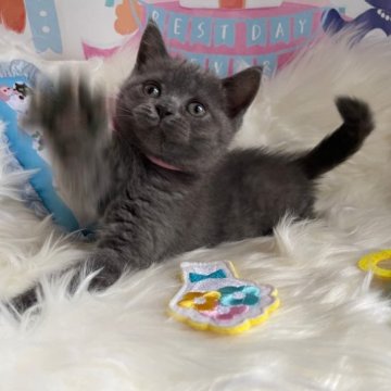 ブリティッシュショートヘア【神奈川県・女の子・2023年5月7日・ブルー（ショート）】の写真「♡長女ちゃん」