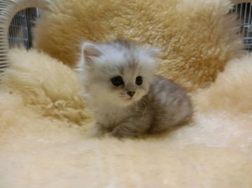 マンチカン【神奈川県・女の子・2016年6月13日・シルバータビー（長毛）】の写真「長足ちゃん（ナポレオン）♡」