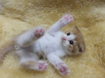 スコティッシュフォールド【神奈川県・男の子・2015年5月21日・レッドタビー&ホワイト（短毛）】の写真「折れ耳くん☆」