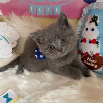 ブリティッシュショートヘア【神奈川県・男の子・2023年4月16日・ブルー（ショート）】の写真「☆長男くん」