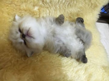 マンチカン【神奈川県・男の子・2016年3月21日・ライラック（ロング）】の写真「短足くん☆」