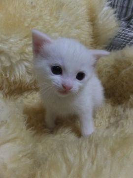 マンチカン【神奈川県・男の子・2016年1月24日・ホワイト（短毛）】の写真「長足くん☆」