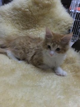 メインクーン【神奈川県・男の子・2015年1月24日・レッドタビー&ホワイト（長毛）】の写真「元気いっぱいの王子様☆」