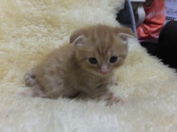 スコティッシュフォールド【神奈川県・男の子・2015年5月4日・レッドタビー（ショート）】の写真「折れ耳くん☆」