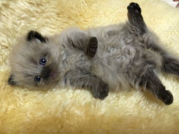 マンチカン【神奈川県・男の子・2016年3月21日・チョコレートポイント（ロング）】の写真「短足くん☆」