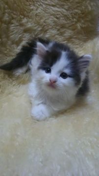 ラグドール&メインクーン【神奈川県・男の子・2016年7月1日・ブラック&ホワイト（長毛）】の写真「とても可愛いミックスのお兄ちゃん♡」