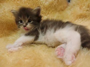 メインクーン【神奈川県・男の子・2016年5月11日・ブルータビー&ホワイト（ロング）】の写真「」