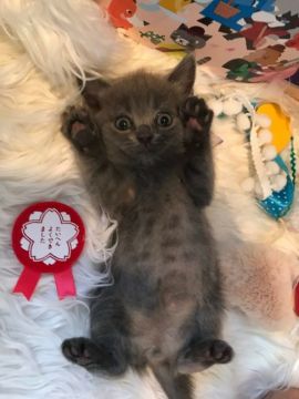 ブリティッシュショートヘア【神奈川県・男の子・2020年2月28日・ブルー（ショート）】の写真「甘えん坊6兄妹の３男君☆」