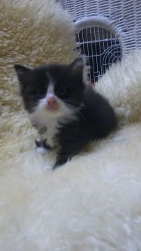 ラグドール&メインクーン【神奈川県・女の子・2016年7月1日・ブラック&ホワイト（長毛）】の写真「とても可愛いミックスの妹ちゃん♡」