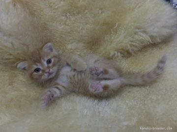 スコティッシュフォールド【神奈川県・男の子・2015年5月21日・短毛（レッドタビー）】の写真「折れ耳くん☆」