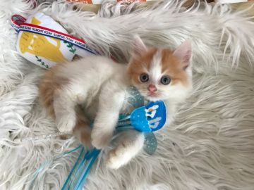 マンチカン✖︎ラガマフィン【神奈川県・男の子・2020年5月15日・レッドタビー&ホワイト（ロング）】の写真「元気っ子君☆」