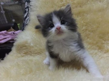 メインクーン【神奈川県・男の子・2015年5月24日・ブルー&ホワイト（長毛）】の写真「」