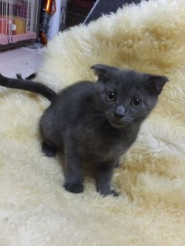 スコティッシュフォールド【神奈川県・男の子・2015年3月20日・ブルー（短毛）】の写真「折れ耳くん☆」