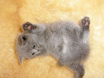 ブリティッシュショートヘア【神奈川県・男の子・2016年4月16日・ブルー（短毛）】の写真「ぷっくり王子様☆」