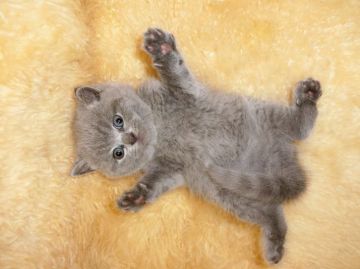 ブリティッシュショートヘア【神奈川県・男の子・2016年4月16日・ブルー（短毛）】の写真「キリッと王子様☆」