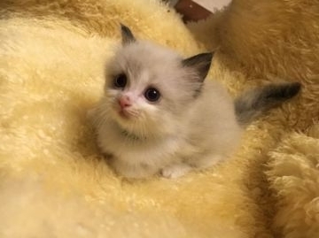 マンチカン【神奈川県・男の子・2016年5月4日・シールポイント・バイカラー（長毛）】の写真「短足くん☆」