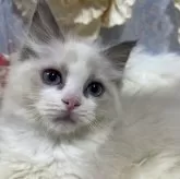 ラグドール【神奈川県・女の子・2024年9月7日・ブルーポイントバイカラー】の写真1