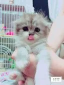 スコティッシュフォールド【神奈川県・男の子・2015年7月6日・ブルー&ホワイト】の写真1