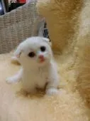 マンチカン【神奈川県・男の子・2016年5月31日・】の写真1