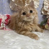 スコティッシュフォールド(立ち耳)