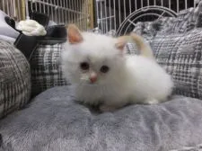 マンチカン【神奈川県・女の子・2015年11月16日・レッドポイント】の写真1