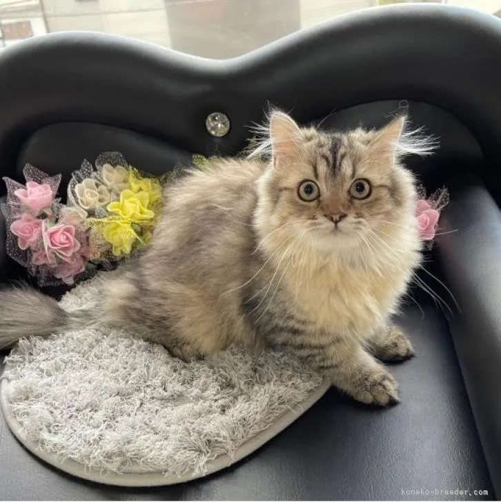 まゆママ 様のお迎えした子猫