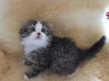 スコティッシュフォールド【神奈川県・女の子・2015年3月17日・ブラウンタビー&ホワイト】の写真2