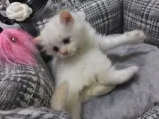 マンチカン【神奈川県・男の子・2015年11月16日・レッドポイント】の写真2