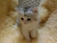 スコティッシュフォールド【神奈川県・女の子・2016年8月27日・シルバーパッチドタビー】の写真3