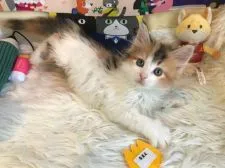 メインクーン【神奈川県・女の子・2021年2月14日・キャリコ】の写真3