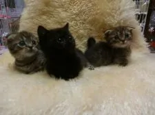 マンチカン【神奈川県・男の子・2016年10月27日・ブラウンタビー】の写真3