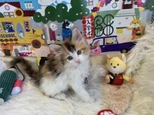 メインクーン【神奈川県・女の子・2021年2月14日・キャリコ】の写真4