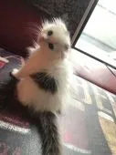 スコティッシュフォールド(折れ耳)【神奈川県・男の子・2018年8月20日・】の写真4