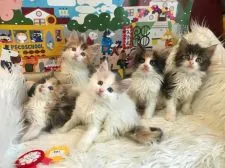 メインクーン【神奈川県・女の子・2021年2月14日・キャリコ】の写真5