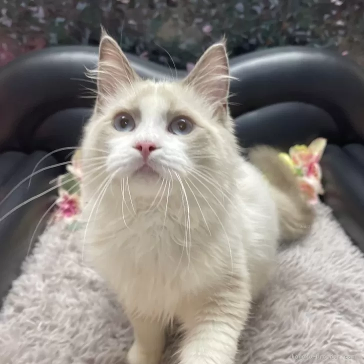 ラグドール【神奈川県・男の子・2025年4月11日・ブルーポイントバイカラー】の写真1「体重　3.7kg」