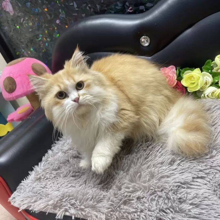 ミヌエット(長足)【神奈川県・男の子・2025年3月27日・レッド&amp;ホワイト】の写真1「体重　2.4kg」