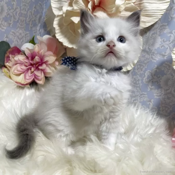 ミント 様のお迎えした子猫