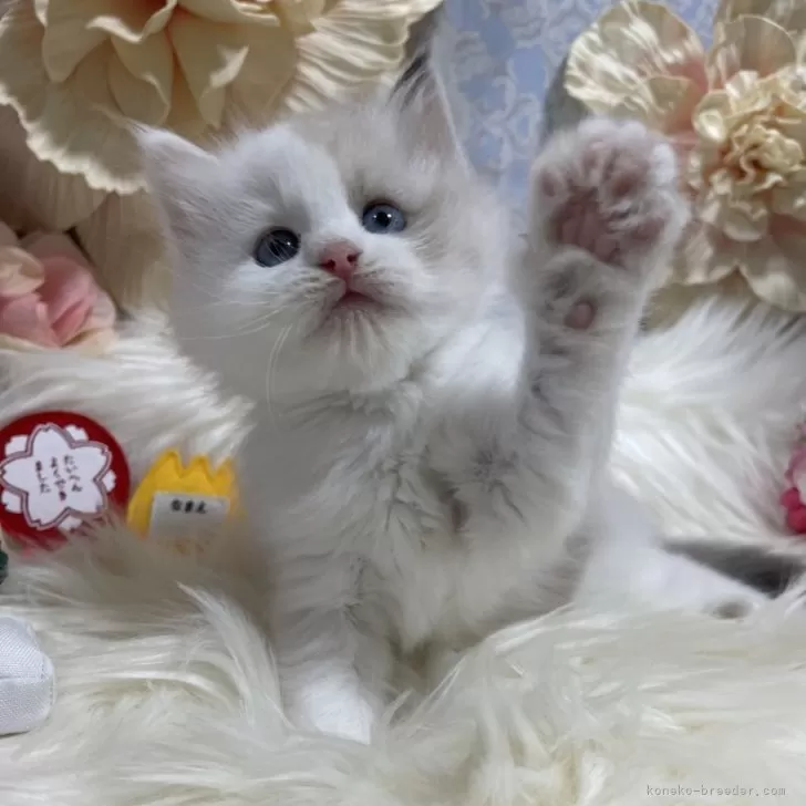 H.K 様のお迎えした子猫