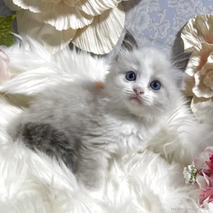 H.H 様のお迎えした子猫