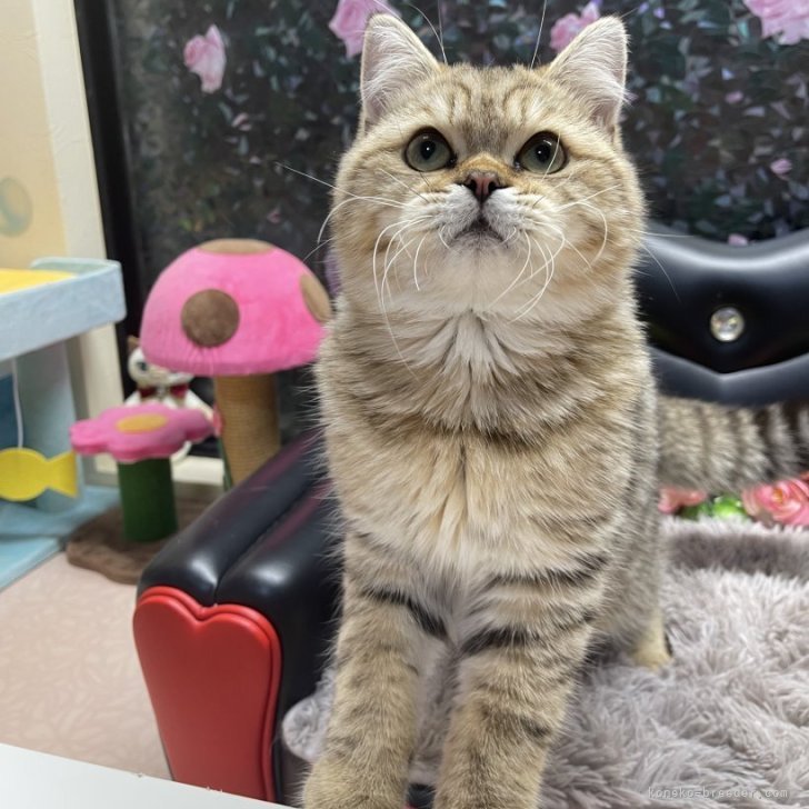 ブリーダー画像